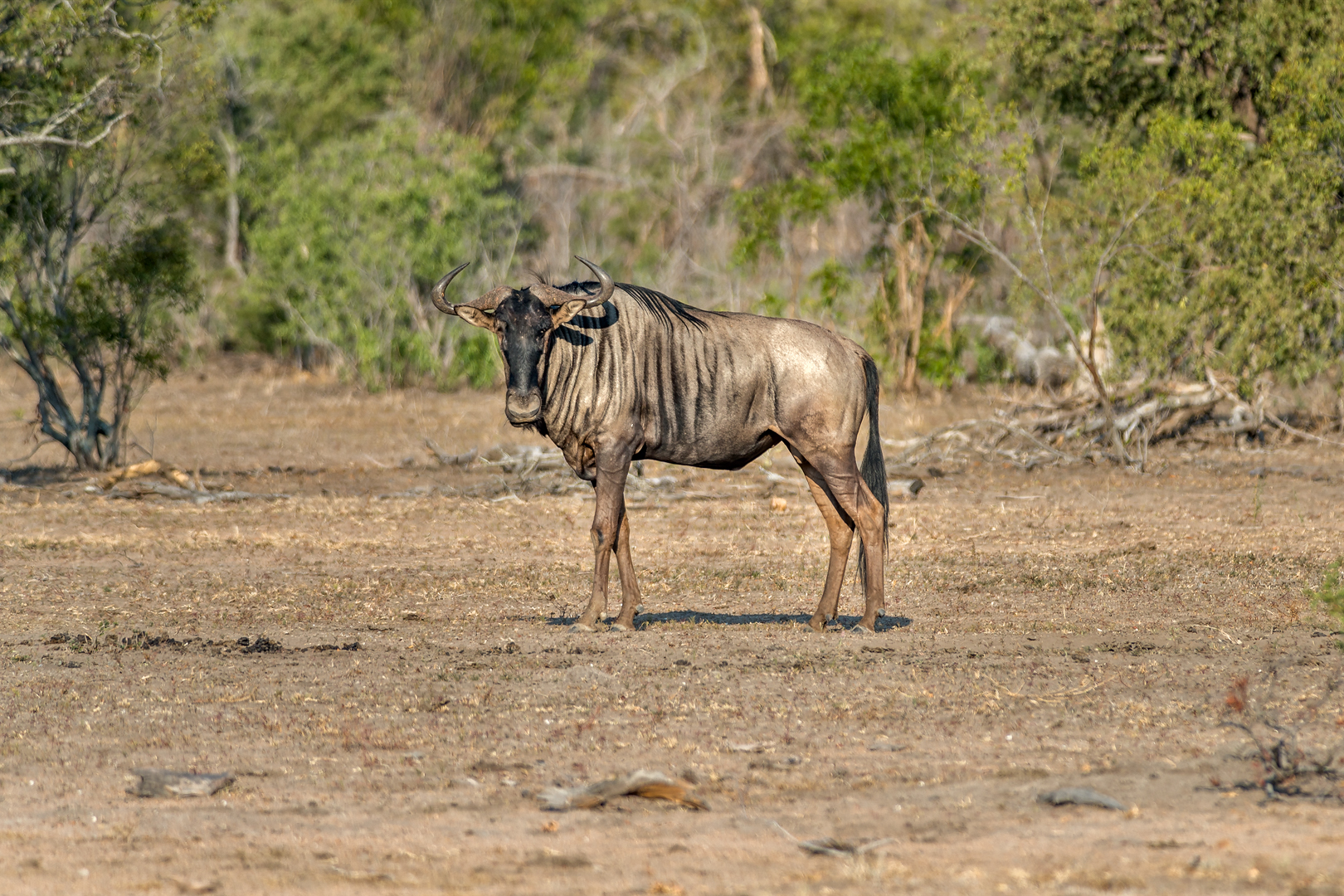 Kruger 056-1 copia